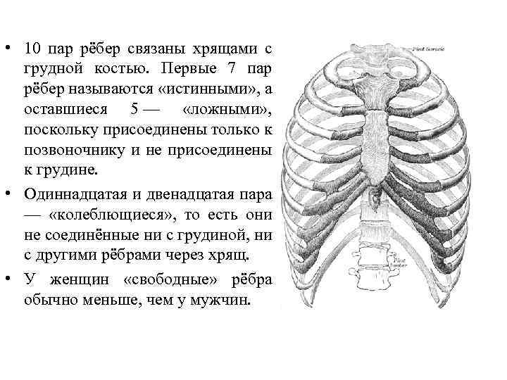 Пар ребер