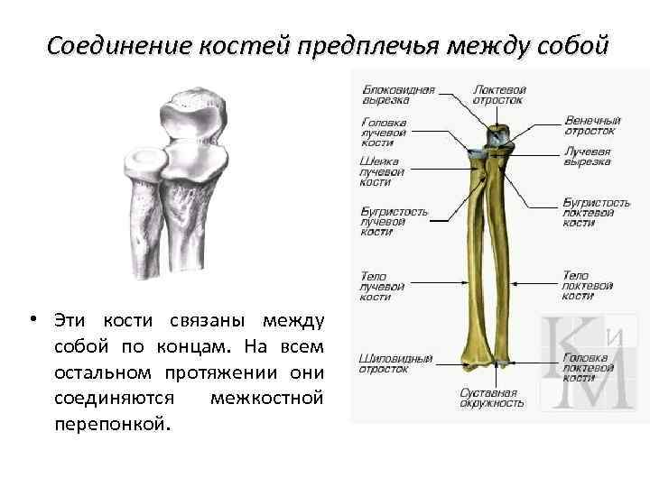 Суставы предплечья. Соединение костей предплечья между собой. Суставы между костями предплечья. Непрерывные соединения костей предплечья. Соединение между плечевой костью и костями предплечья.