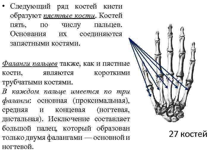 Пятая пястная кость руки