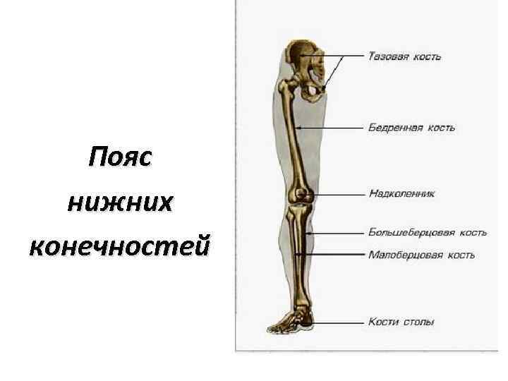 Кости нижней. Скелет таза и свободной нижней конечности. Кости пояса нижних конечностей и свободной конечности. Отделы скелета нижней конечности. Скелет бедра голени и стопы.