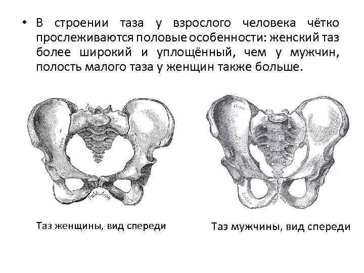 Женский таз анатомия