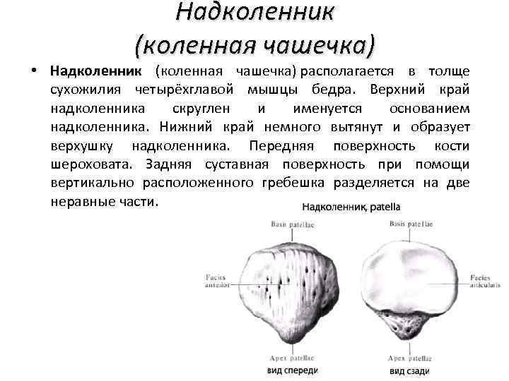 Надколенник анатомия