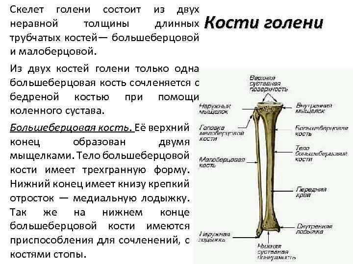Кости голени соединения. Большеберцовая кость анатомия человека. Строение костей голени. Берцовая кость длинные трубчатые кости.