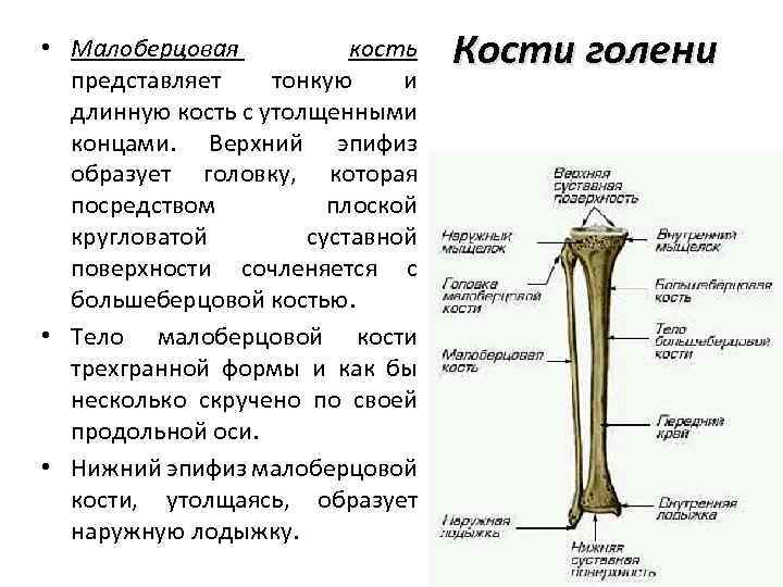 Кости голени сколько