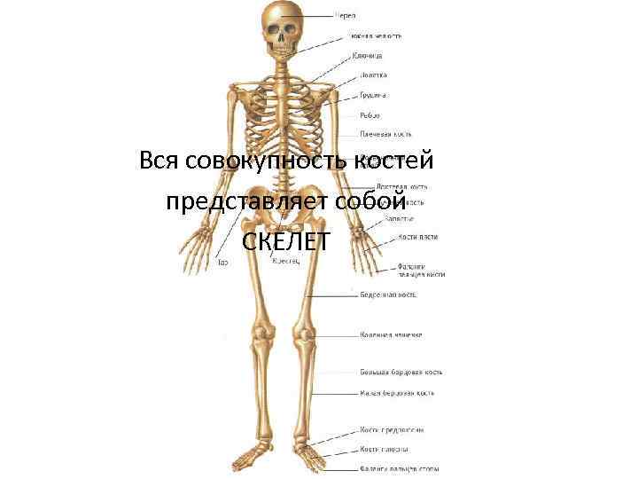 Вся совокупность костей представляет собой СКЕЛЕТ 