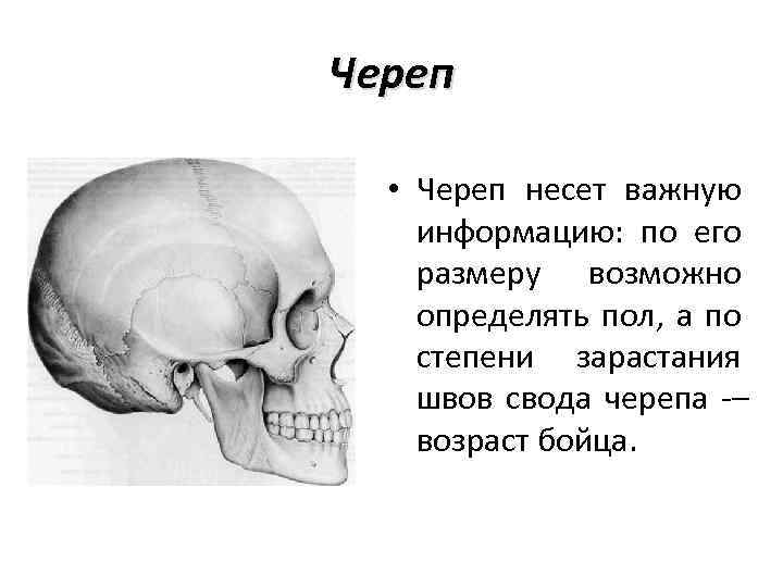 Череп • Череп несет важную информацию: по его размеру возможно определять пол, а по