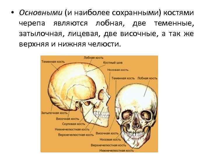 Теменная кость является костью. Костями черепа являются. Кости лицевого отдела черепа. Какие кости черепа являются парными.