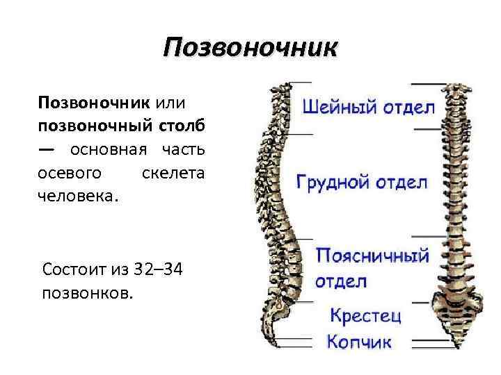 Сравнение отделов позвоночника. Позвоночный столб отделы количество позвонков. Скелет человека Позвоночный столб. Позвоночный столб на скелете. Осевой скелет Позвоночный столб.