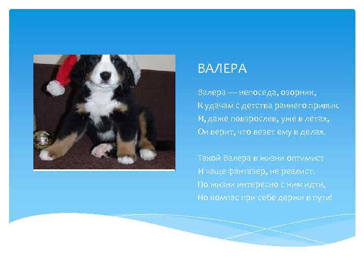 ВАЛЕРА Валера — непоседа, озорник, К удачам с детства раннего привык. И, даже повзрослев,