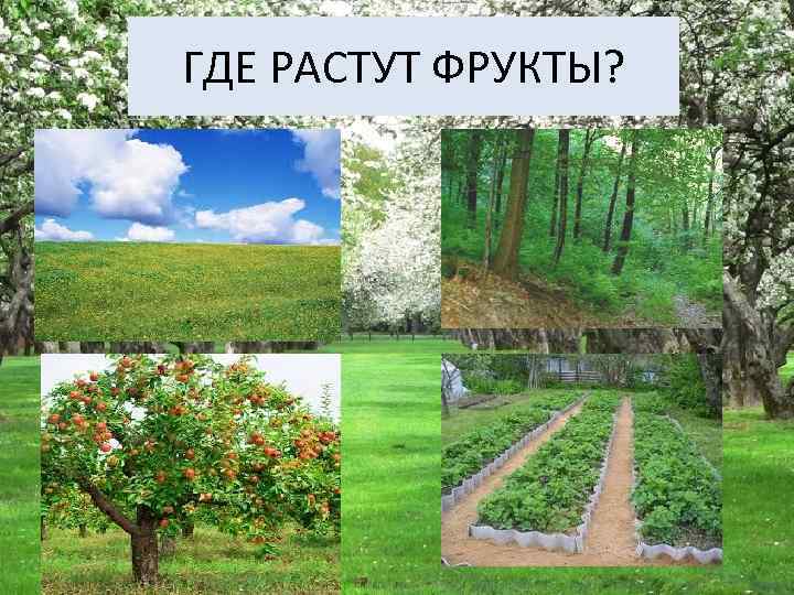 ГДЕ РАСТУТ ФРУКТЫ? 