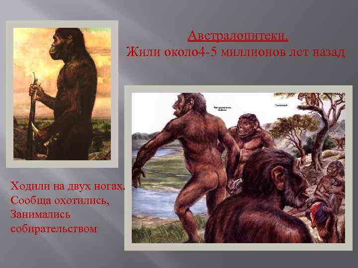 Австралопитеки. Жили около 4 -5 миллионов лет назад Ходили на двух ногах. Сообща охотились,