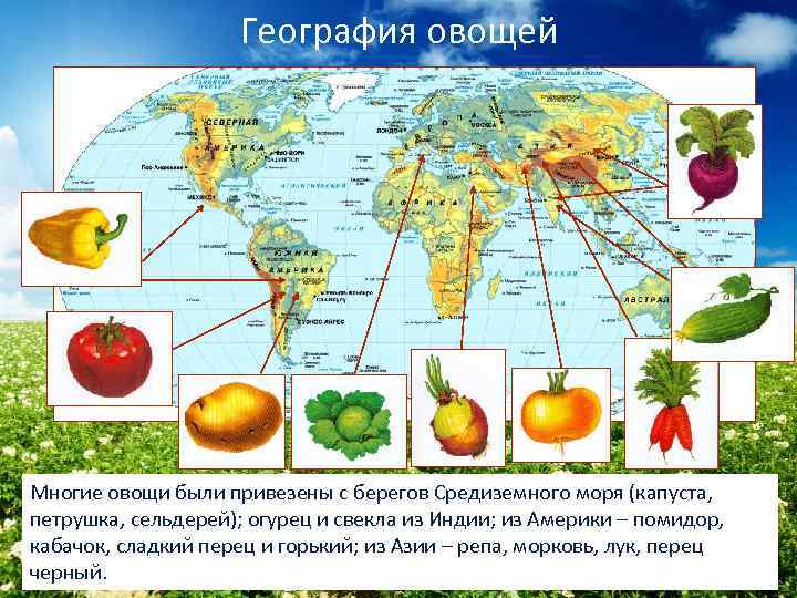 География овощей Многие овощи были привезены с берегов Средиземного моря (капуста, петрушка, сельдерей); огурец