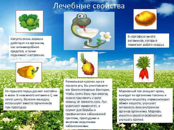 Лечебные свойства В картофеле много витаминов, которые помогают работе сердца. Капуста очень хорошо действует