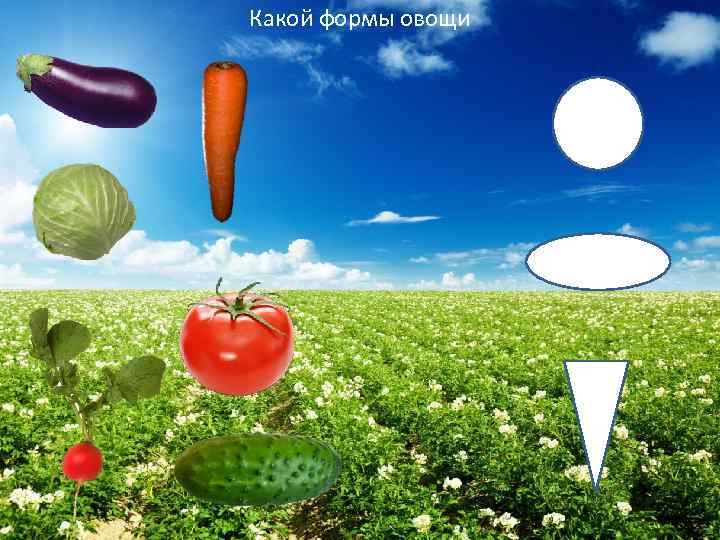 Какой формы овощи 