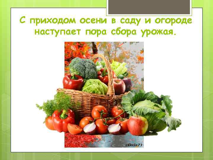 С приходом осени в саду и огороде наступает пора сбора урожая. 