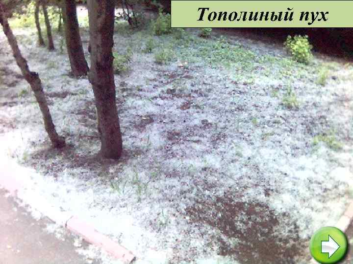 Тополиный пух 