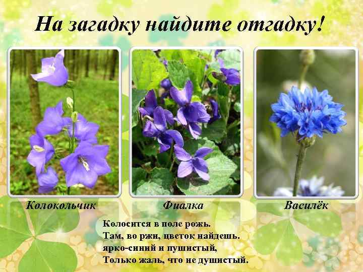 На загадку найдите отгадку! Колокольчик Фиалка Колосится в поле рожь. Там, во ржи, цветок