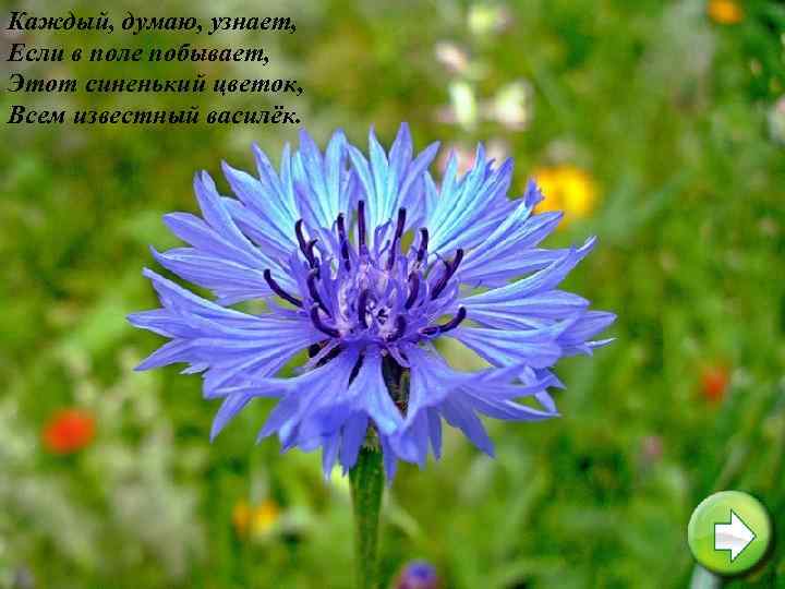 Каждый, думаю, узнает, Если в поле побывает, Этот синенький цветок, Всем известный василёк. 