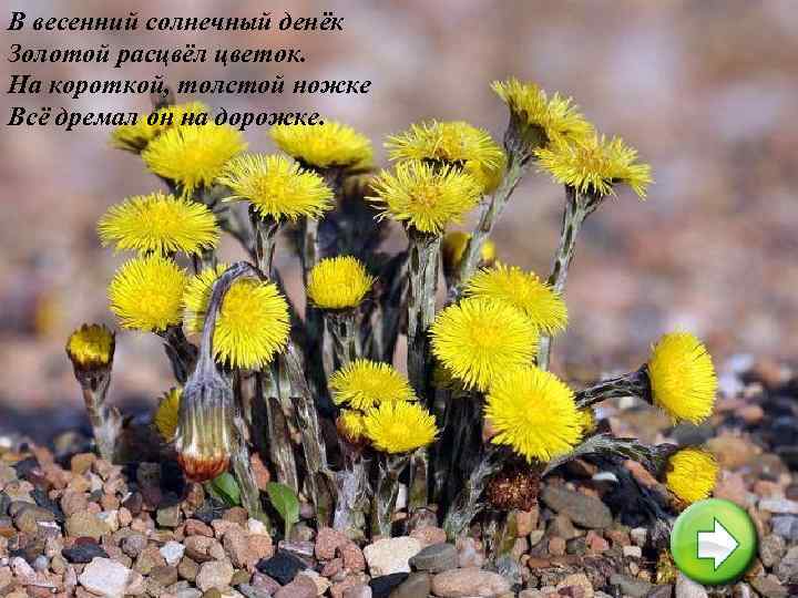 В весенний солнечный денёк Золотой расцвёл цветок. На короткой, толстой ножке Всё дремал он