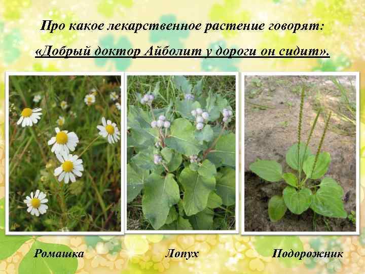 Про какое лекарственное растение говорят: «Добрый доктор Айболит у дороги он сидит» . Ромашка