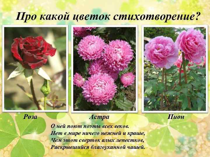 Про какой цветок стихотворение? Роза Астра О ней поют поэты всех веков. Нет в