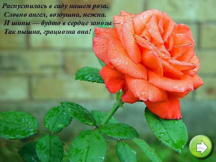 Распустилась в саду нашем роза. Словно ангел, воздушна, нежна. И шипы — будто в