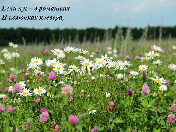 Если луг – в ромашках И комочках клевера, 