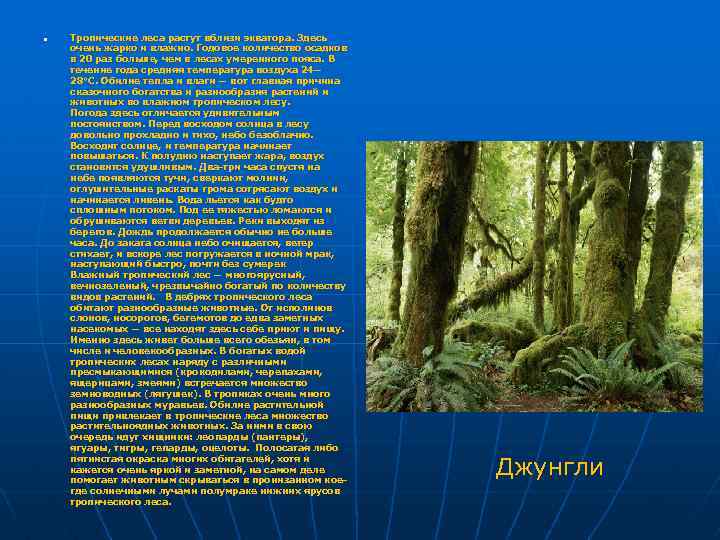 n Тропические леса растут вблизи экватора. Здесь очень жарко и влажно. Годовое количество осадков