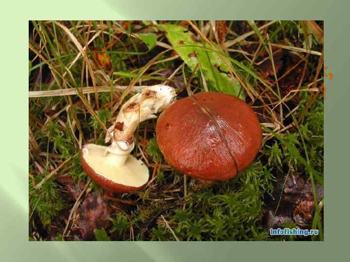 Сел мышонок на маслёнок, А маслёнок - липкий гриб! Вот мышонок и прилип: -