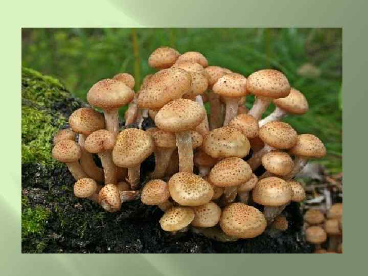 Влез опенок на пенек, Простоял один денек, А потом склонился, Чуть не свалился, Тоненький,