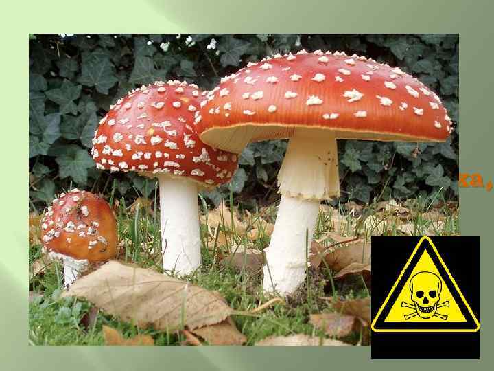 Возле леса на опушке, Украшая темный бор, Вырос пестрый, как Петрушка, Ядовитый мухомор. Е.