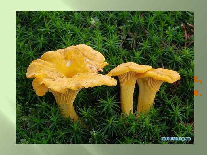 Золотистые лисички Любопытные сестрички. Ходят в рыженьких беретах, Осень в лес приносят летом. 