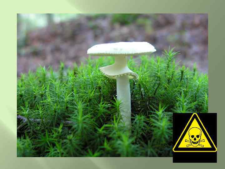 На полянке спозаранку Повстречала я поганку -Почему ты бледная? -Потому что вредная! 