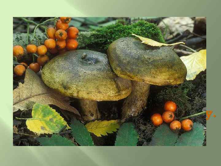 Этот грибок крепок, Как дубок, Груздём называется, Вкусом своим славится. Мы возьмём в корзину,