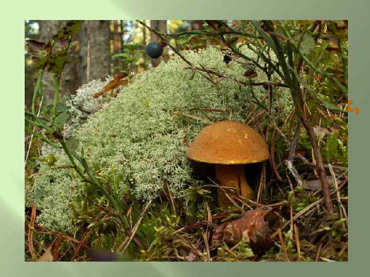 Среди мха он жить привык, прячется искусно, незаметный моховик. Очень-очень вкусный 