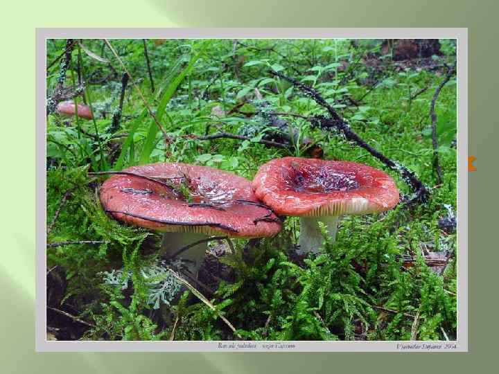 И в лесу и на лужайках Сыроежки в ярких майках Всех спешат очаровать. «Почему
