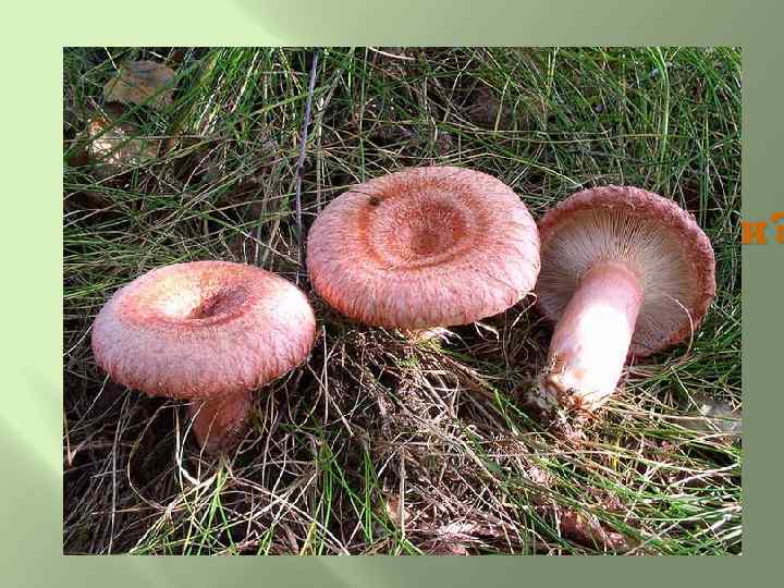 Волнуются волнушки: - Как быть нам без кадушки? Все грибы в кадушках! Забыли о