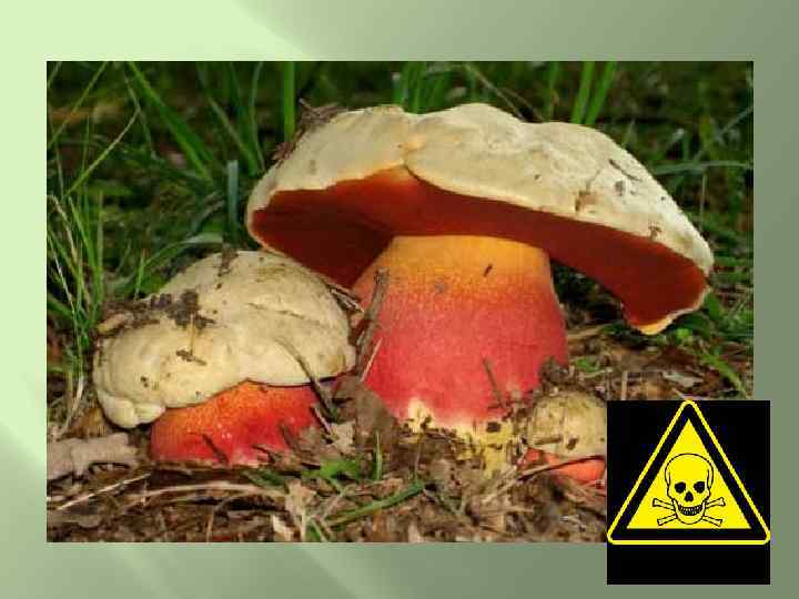 Сатанинский гриб красив на вид, Но брать его не будем, Потому что ядовит, А