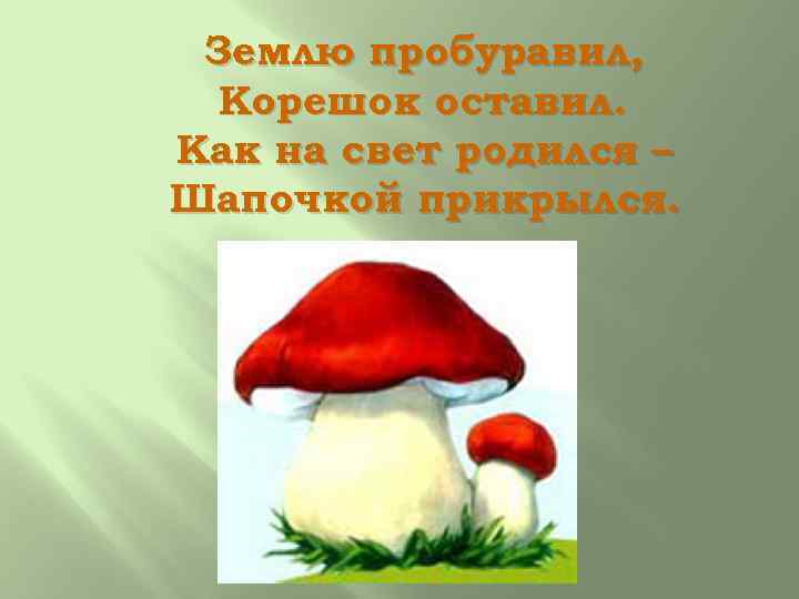 Землю пробуравил, Корешок оставил. Как на свет родился – Шапочкой прикрылся. 