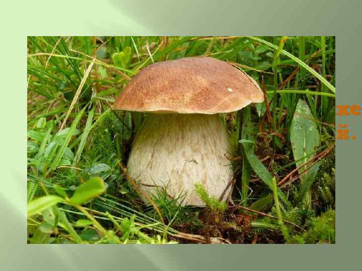 На пригорке у дорожки Гриб стоит на толстой ножке От дождя немного влажный. Белый