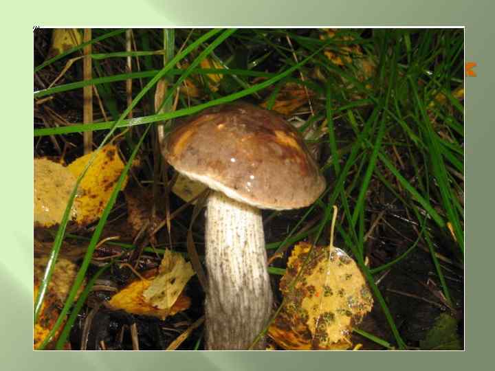 Подберезовик, подберезовик , Ловко спрятался Под березою. Да не прячься ты Так старательно –