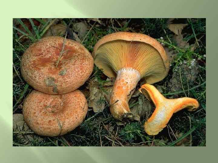 Под сосной В хвоинках рыжих Не ищи весною рыжик. Рыжий рыжик Рыж не зря: