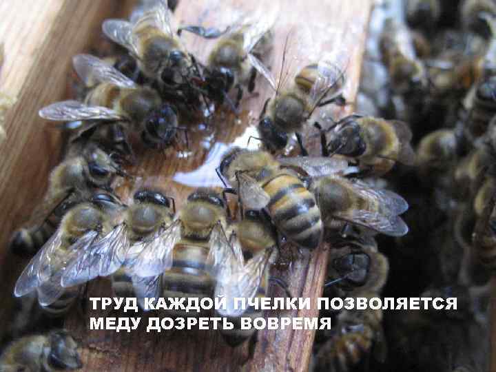 ТРУД КАЖДОЙ ПЧЕЛКИ ПОЗВОЛЯЕТСЯ МЕДУ ДОЗРЕТЬ ВОВРЕМЯ 