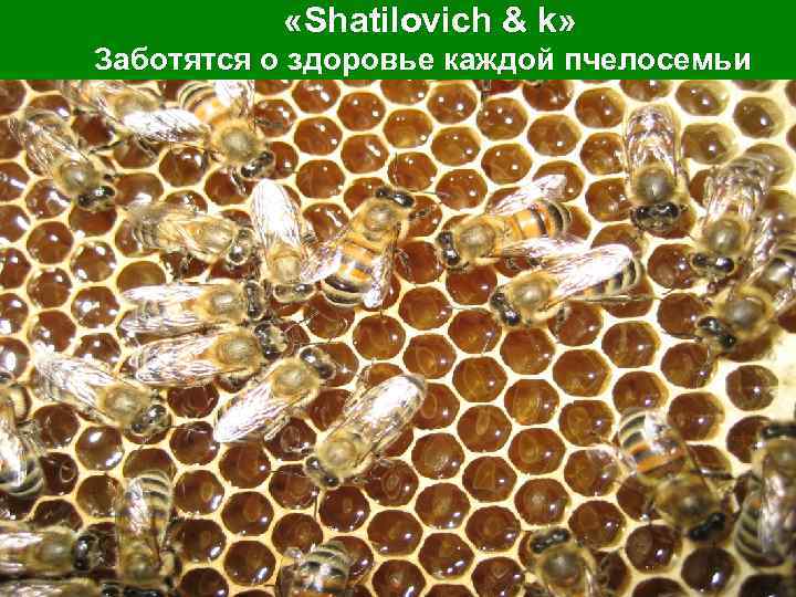  «Shatilovich & k» Заботятся о здоровье каждой пчелосемьи 