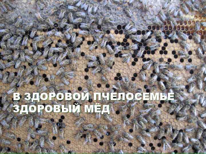 В ЗДОРОВОЙ ПЧЕЛОСЕМЬЕ ЗДОРОВЫЙ МЁД 