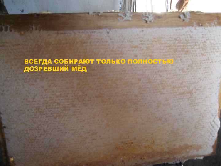 ВСЕГДА СОБИРАЮТ ТОЛЬКО ПОЛНОСТЬЮ ДОЗРЕВШИЙ МЁД 