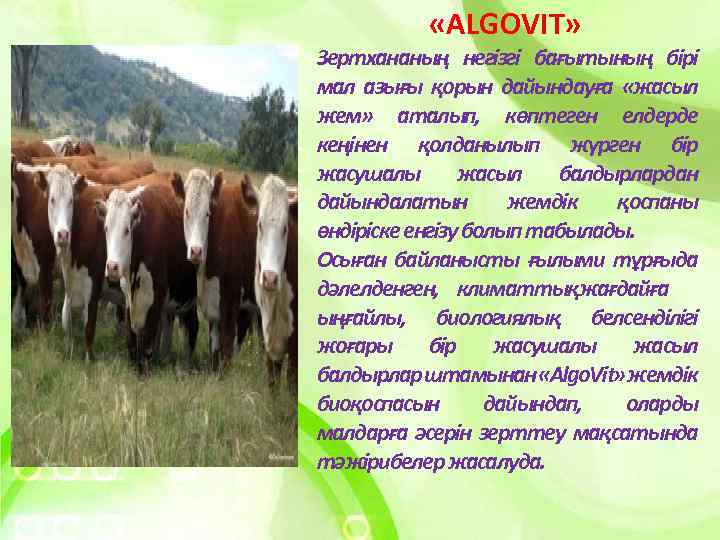  «ALGOVIT» Зертхананың негізгі бағытының бірі мал азығы қорын дайындауға «жасыл жем» аталып, көптеген