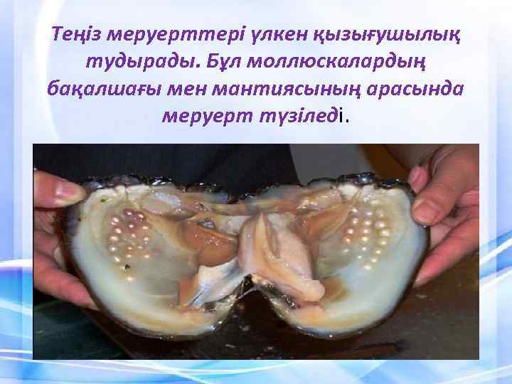Теңiз меруерттерi үлкен қызығушылық тудырады. Бұл моллюскалардың бақалшағы мен мантиясының арасында меруерт түзiледi. 
