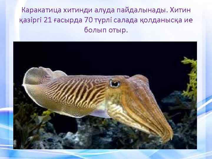 Каракатица хитинди алуда пайдалынады. Хитин қазіргі 21 ғасырда 70 түрлі салада қолданысқа ие болып