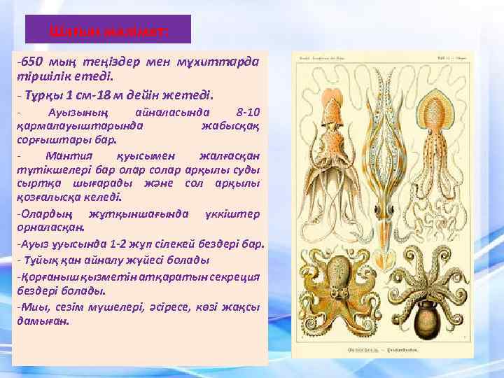 Шағын мәлімет: -650 мың теңіздер мен мұхиттарда тіршілік етеді. - Тұрқы 1 см-18 м